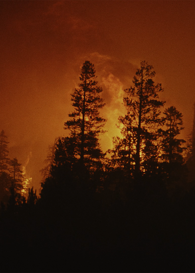 Trees with a fiery background